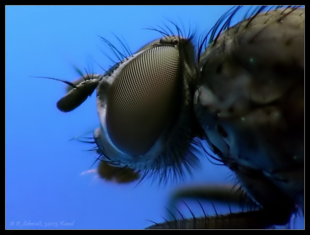 Fliege - Fly - groß