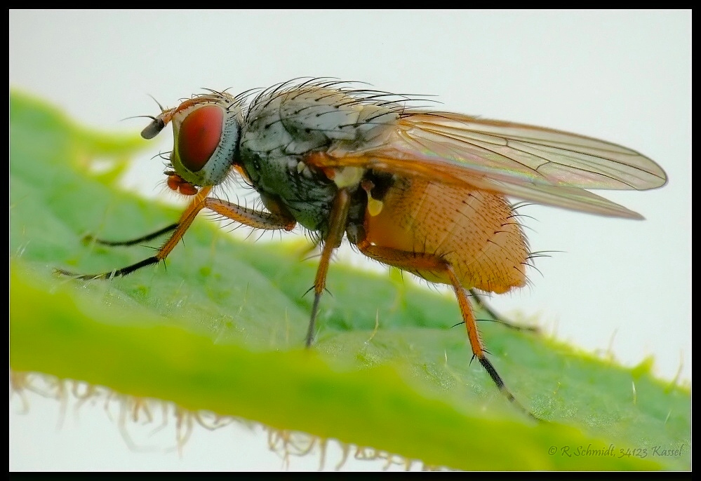 Fliege auf Kiwiblatt