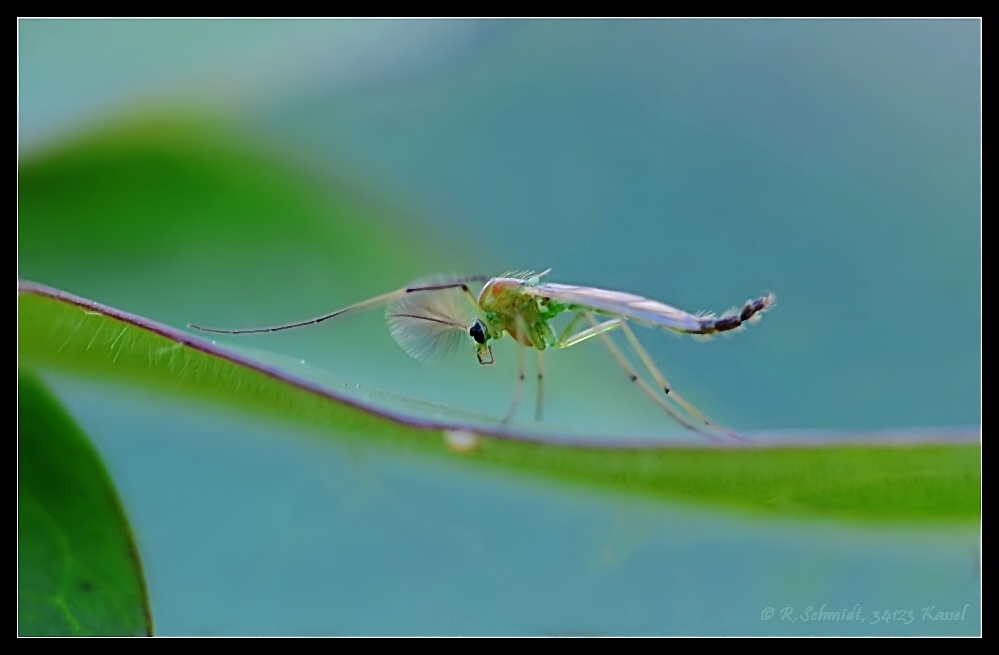 kleine Mücke