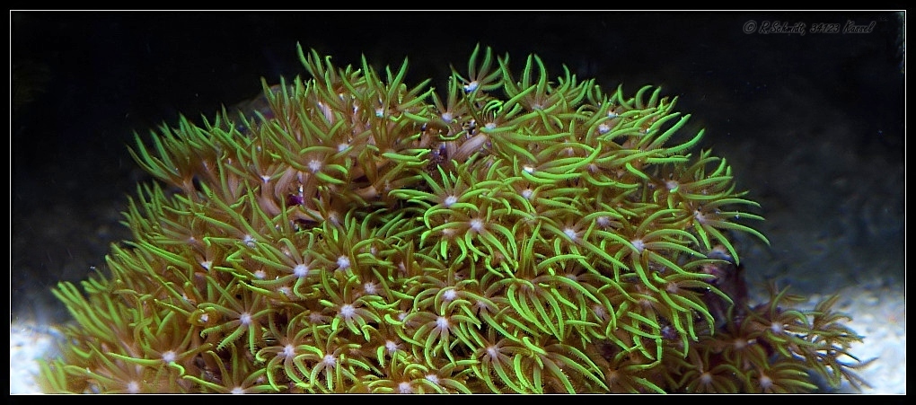 Koralle I