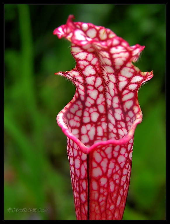 Schlauchpflanze - Sarracenia leucophylla
