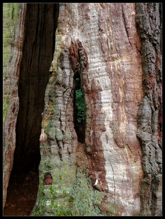 Urwald Sababurg - hohler Baum mit Durchblick
