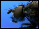Fliege - Fly - groß