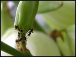 Ameisen beim Melken von Blattläusen