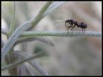 Ameisenwanze - Myrmecoris gracilis