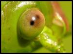 Grünes Heupferd - Das Auge