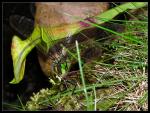 Gruene Mosaikjungfer - Aeshna viridis bei der Eiablage IV