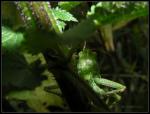 Grünes Heupferd - tettigonia viridissima II