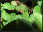 Hainschwebfliege - Episyrphus balteatus I
