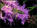 Honigbiene - Apis mellifera - über Prachtscharte I