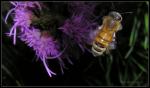Honigbiene - Apis mellifera - über Prachtscharte II