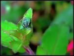Larve der grünen Stinkwanze - Palomena prasina