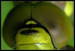 Libellenkopf - Ausschnitt 1 - tausend Augen