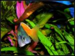 Harlekin-Regenbogenfisch - Melanotaenia boesemani I