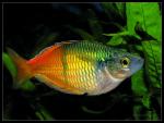 Harlekin-Regenbogenfisch - Melanotaenia_boesemani II