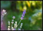 Lavendel_II
