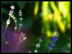 Lavendel_III