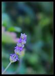 Lavendel_I