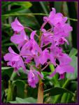 Blütenstand einer Orchidee
