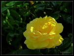 Gelbe Rose I