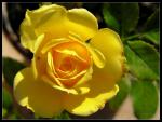 Gelbe Rose IV