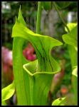 Schlauchpflanze - Sarracenia flava