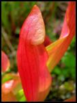 Schlauchpflanze - Sarracenia hybride