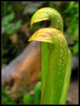 Schlauchpflanze - Sarracenia  Minor