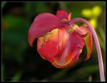 Schlauchpflanze - Sarracenia stevensii - Blüte