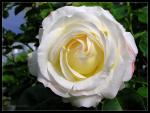 Weisse Rose I