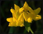 Wiesenhornklee - Lotus corniculatus