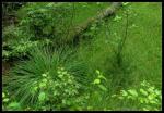 Urwald Sababurg - into the green