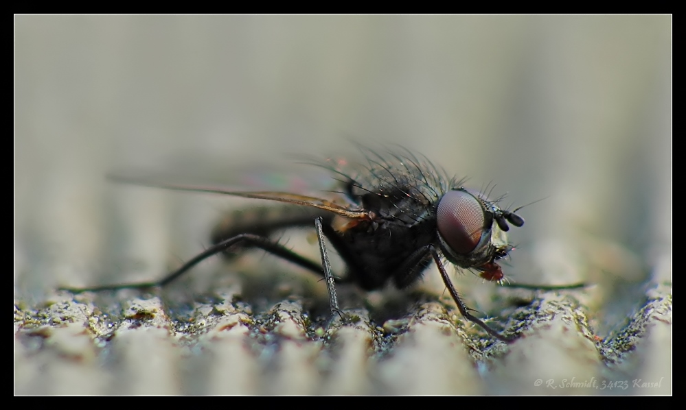 Fliege auf Terassenbohle 3
