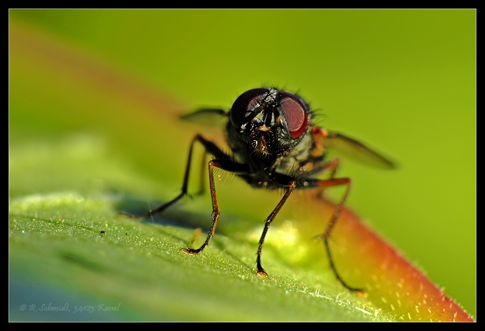 Fliege - Face to Face