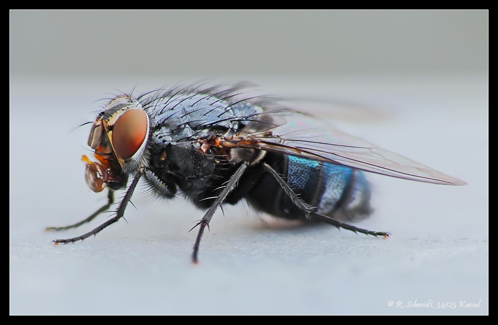 Fliege in weiss 2