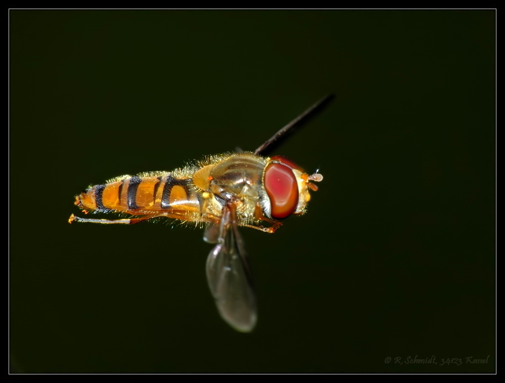 Schwebfliege - Im Flug erwischt