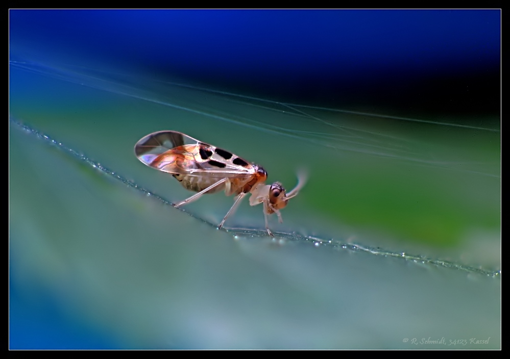 Staublaus - Graphopsocus cruciatus 3