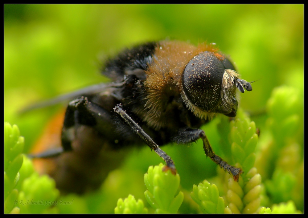 Bienenschwebfliege...