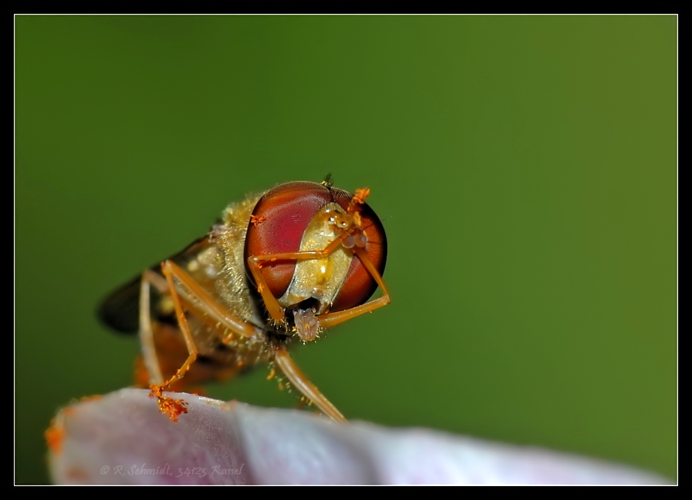 Schwebfliege - Oh ! My god !