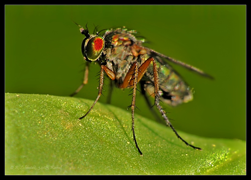 Fliege - schillend