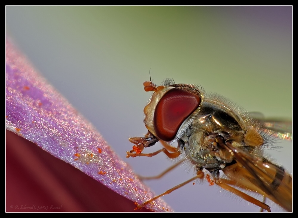 Schwebfliege auf Blüte - groß