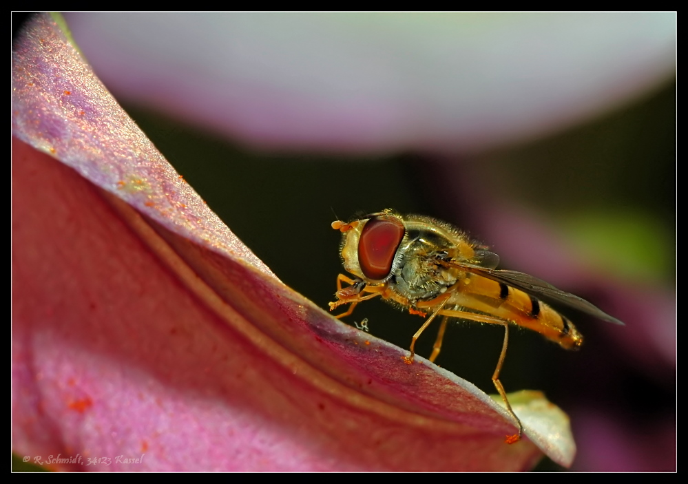 Schwebfliege auf Blüte - klein