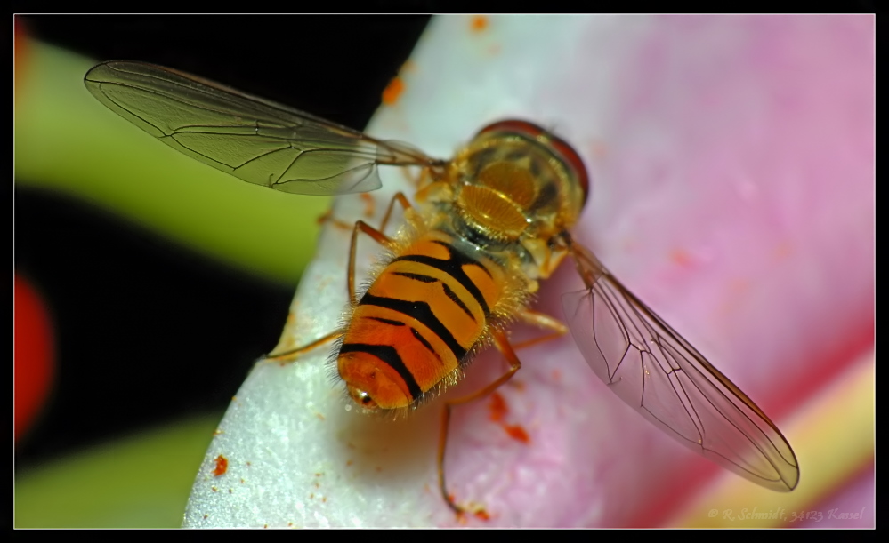 Schwebfliege von hinten