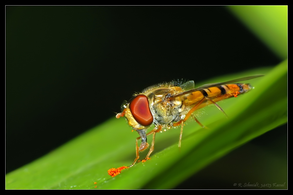 Schwebfliege hinter Pollen auf Blatt