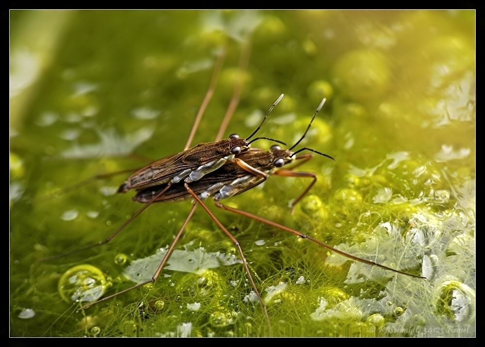 Wasserläuferpäärchen...
