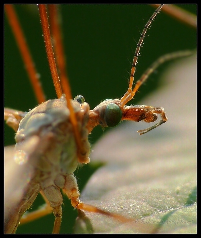 Wiesenschnake - Alien im Gegenlicht...