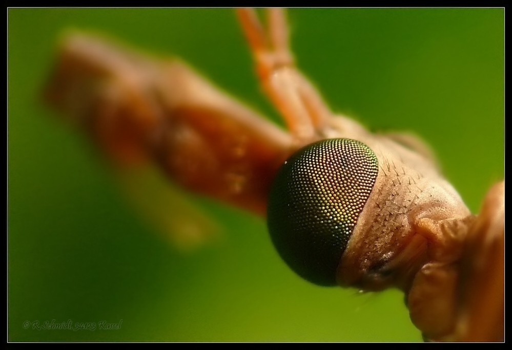 Wiesenschnake - ein Ausschnitt...
