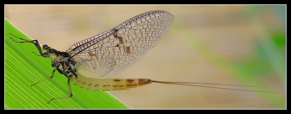 Eintagsfliege I