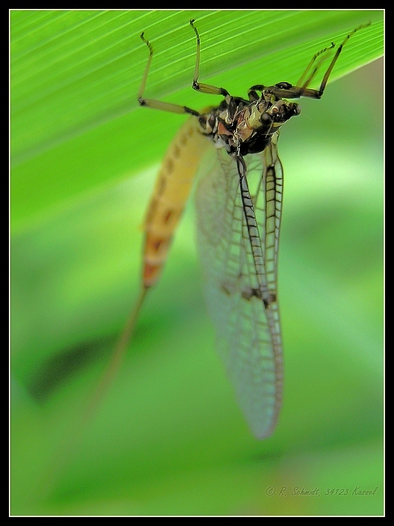 Eintagsfliege II