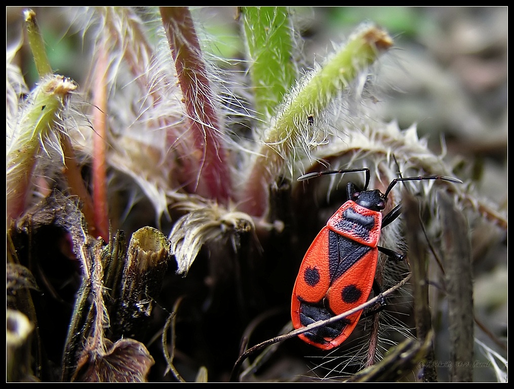 Feuerwanze - Pyrrhocoris apterus